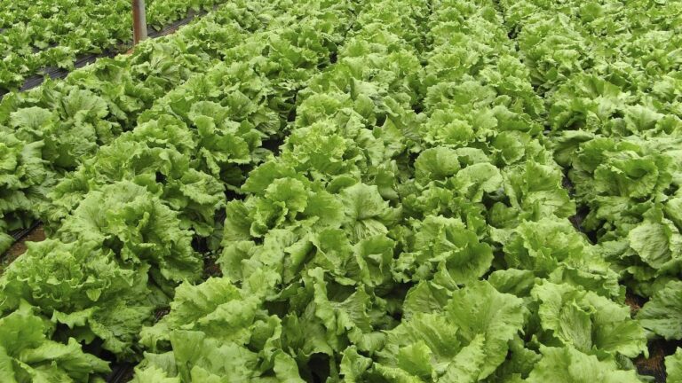 Free lettuce farm image